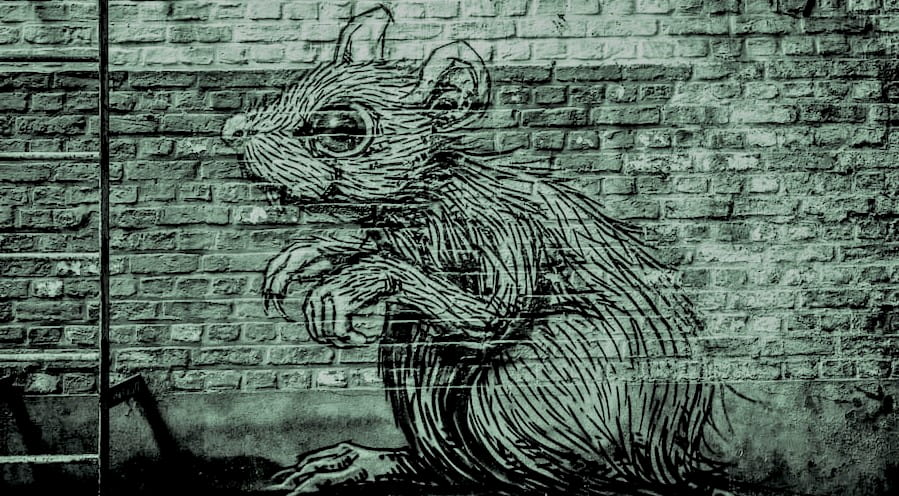 Causa de la fobia a las ratas